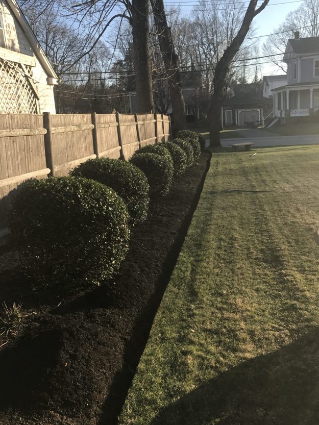 Lawn Care Spring Clean-up, Hedge Trimming, Mulching for Commercial Client