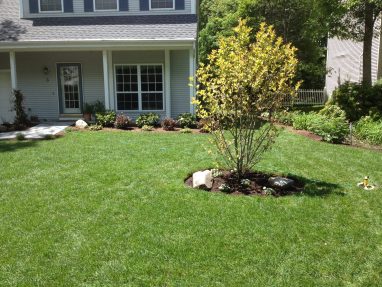 Lawn Renovation, including Plantings and Mulching, and Hardscaping Walkway Installation for Residential Client