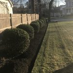 Lawn Care Spring Clean-up, Hedge Trimming, Mulching for Commercial Client