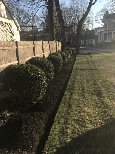 Lawn Care Spring Clean-up, Hedge Trimming, Mulching for Commercial Client
