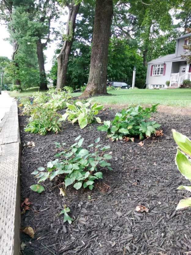 Reliable landscaper near Derry NH for plantings and mulching.